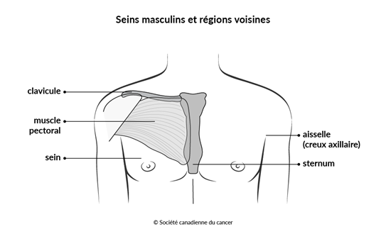 Schéma des seins masculins et des régions voisines