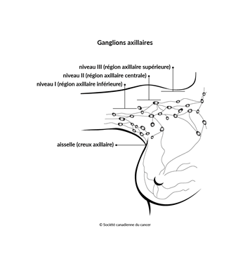 Schéma des ganglions axillaires