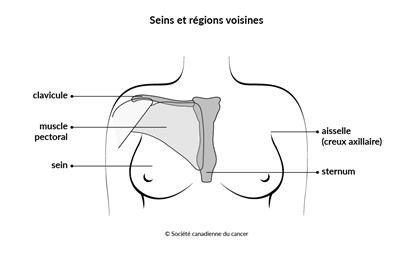 Schéma des seins et des régions voisines