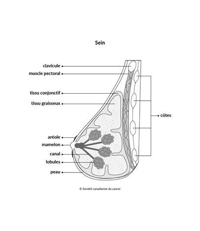 Schéma du sein vu de profil