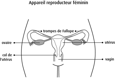 Appareil reproducteur féminin