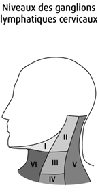 Schéma des niveaux des ganglions lymphatiques cervicaux