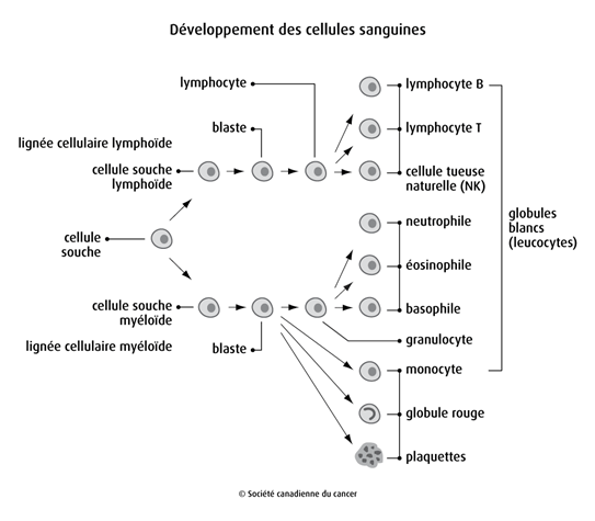Schéma du développement des cellules sanguines