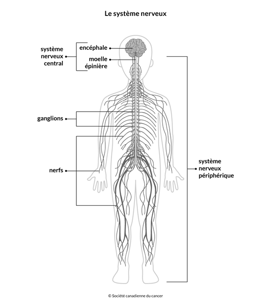 Schéma du système nerveux