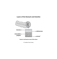 Diagram of layers of the stomach and intestine