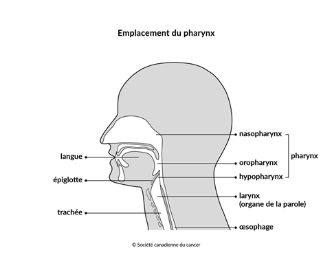 Emplacement du pharynx