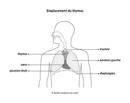 Schéma de l'emplacement du thymus