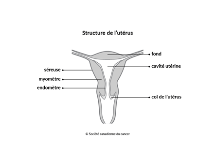 Schéma de la structure de l'utérus