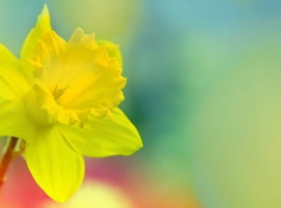 a single daffodil on an obscured field