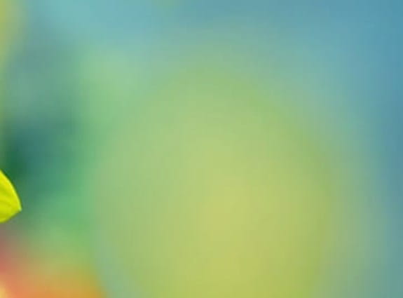 a single daffodil on an obscured field