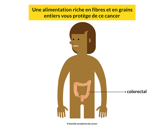 Un corps montrant qu’une alimentation riche en fibres et en grains entiers protège du cancer colorectal